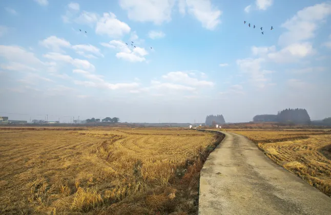 The Triny Urban Suites