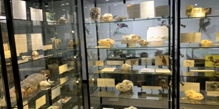 Georgia Museum of Natural History