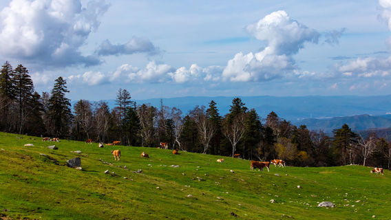 Laotudingzi National Nature Reserve