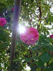 Shengze Lake Rose Garden