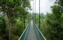 TreeTop Walk