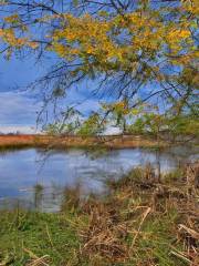 Saganashkee Slough