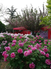Peony Garden of the Tang Dynasty, Luoyang