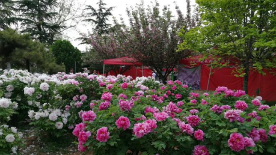 Peony Garden of the Tang Dynasty, Luoyang