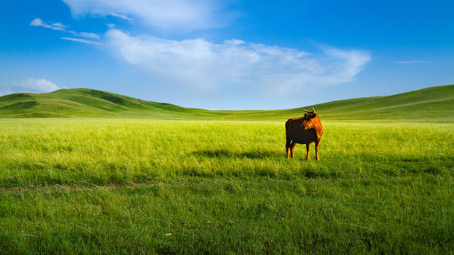 xi wu zhu mu qin cao yuan