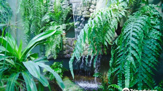 The Municipal Palm House, Gliwice