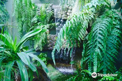 The Municipal Palm House, Gliwice