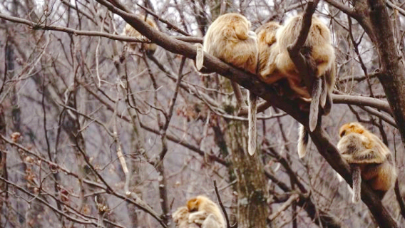 Golden Monkey Nature Reserve