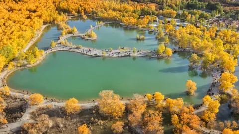 Jintashamohuyanglin attraction in Gansu