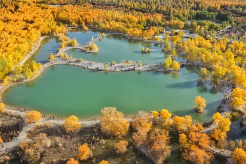 Jintashamohuyanglin
