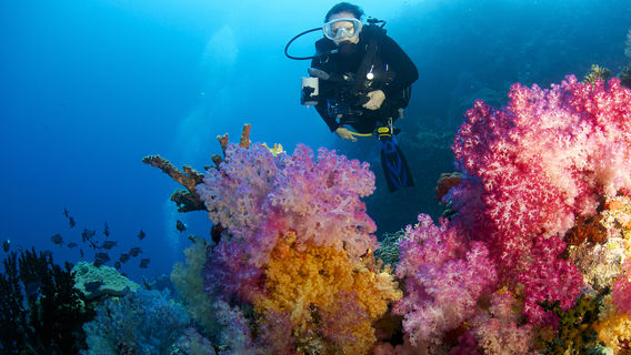 Scuba Diving in Fiji