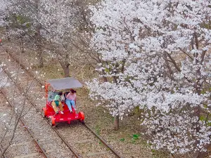 Popular Spring Outings in Chuncheon-si
