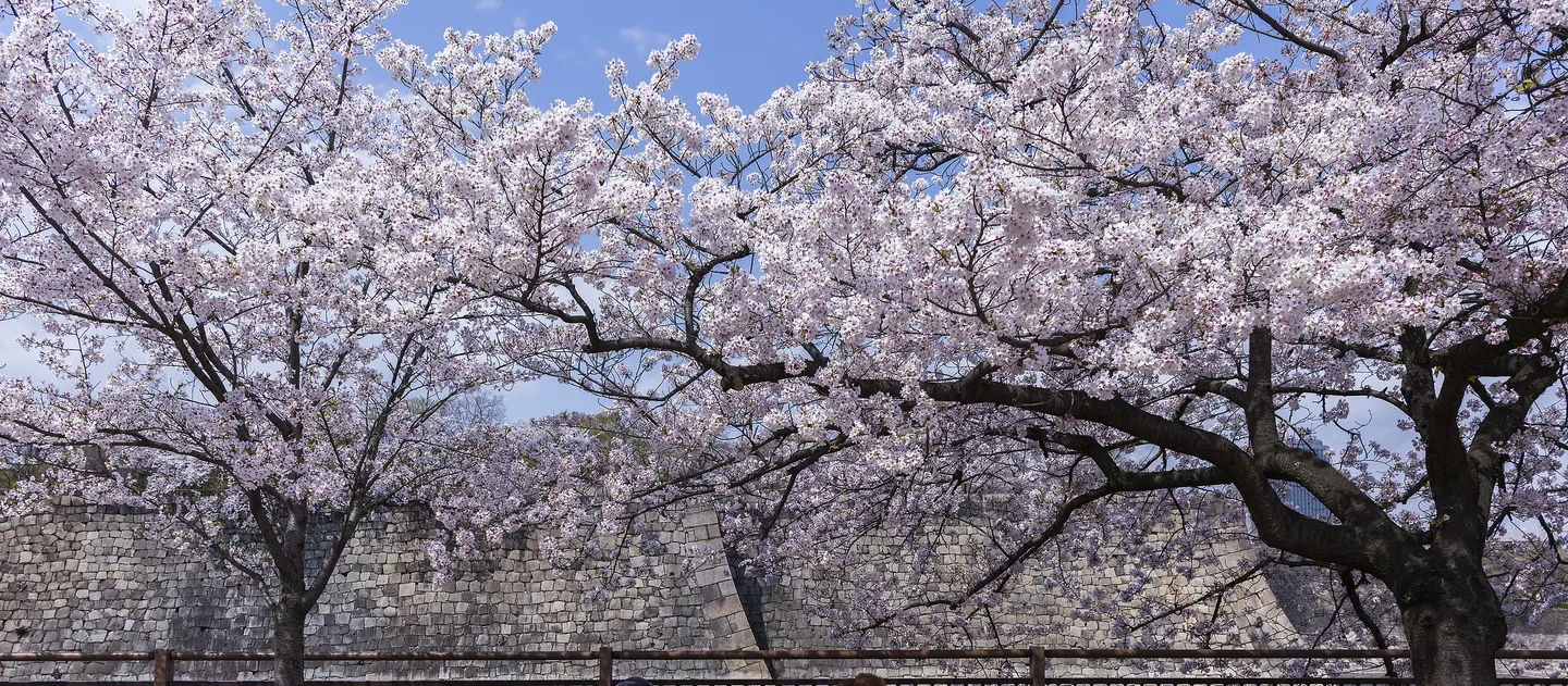 2_สวนปราสาทโอซาก้า