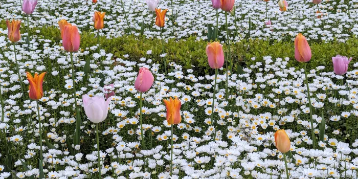 El Retiro Park image 1