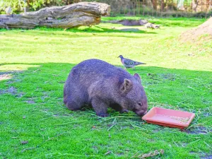 月光保護區野生動物保育公園
