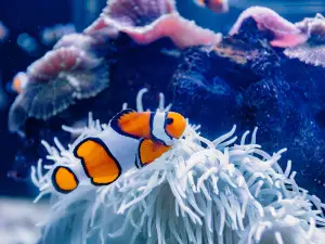 Palma Aquarium