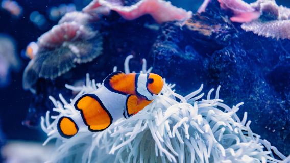 Palma Aquarium
