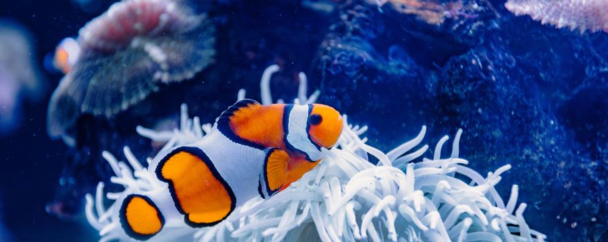 Palma Aquarium