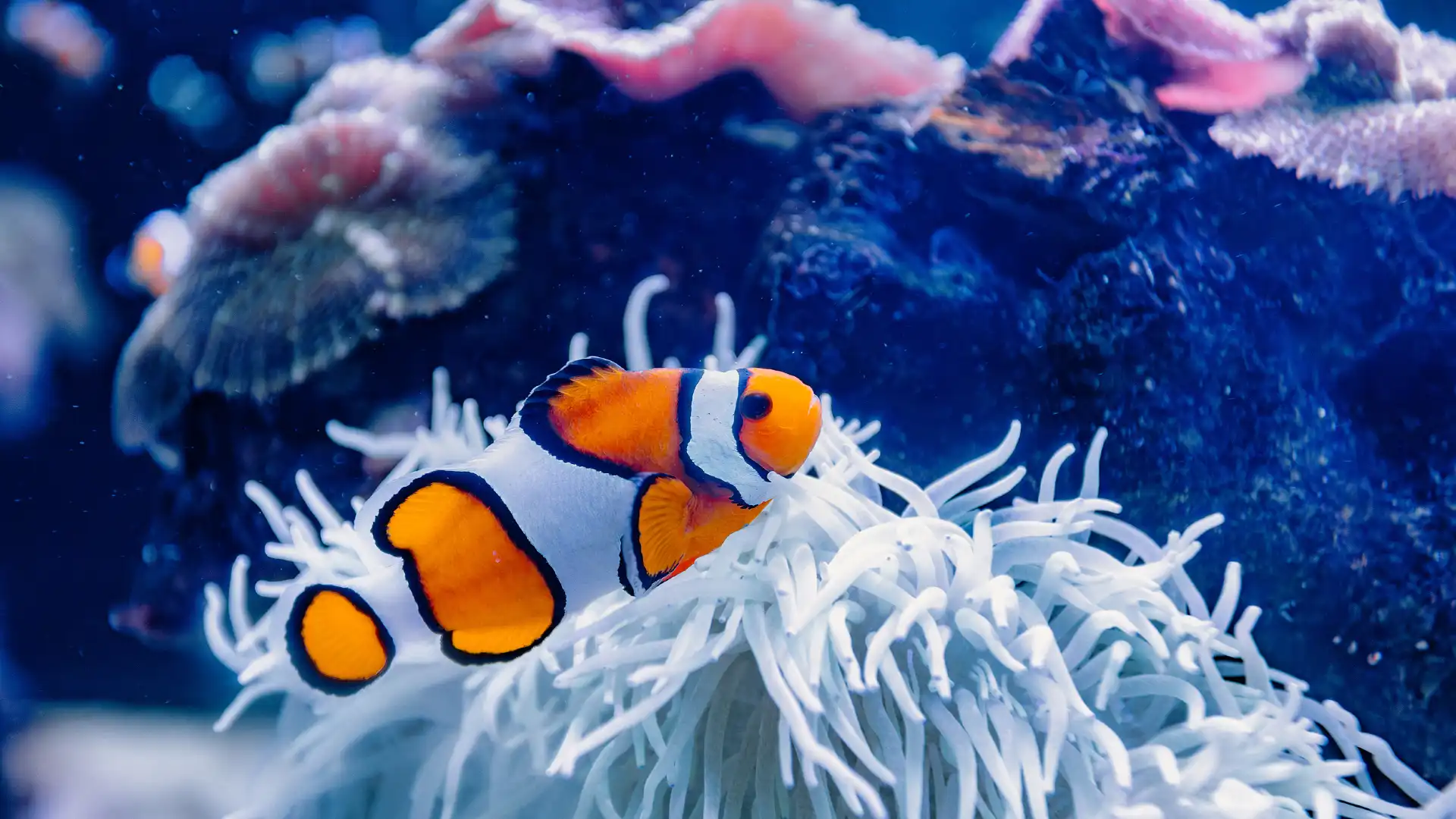 Hotels in der Nähe von Palma Aquarium