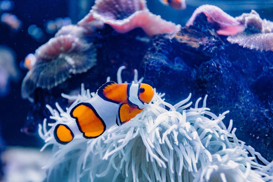 巴爾馬水族館