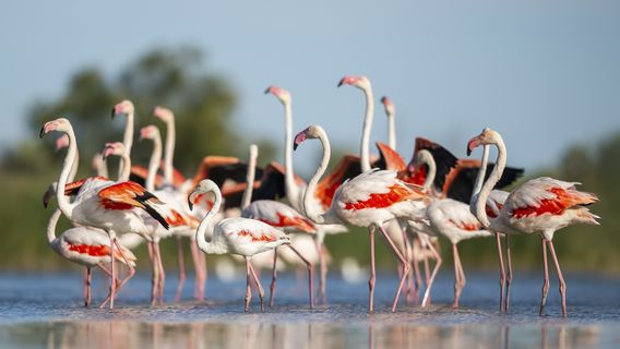 Camargue Regional Nature Park