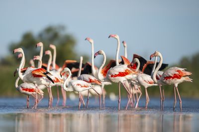 Camargue Regional Nature Park