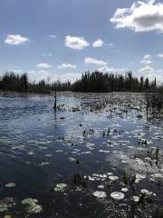 Okefenokee Swamp