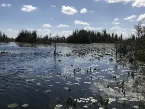 Okefenokee Swamp