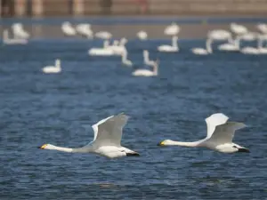 Sanmenxia Swan Lake Resort