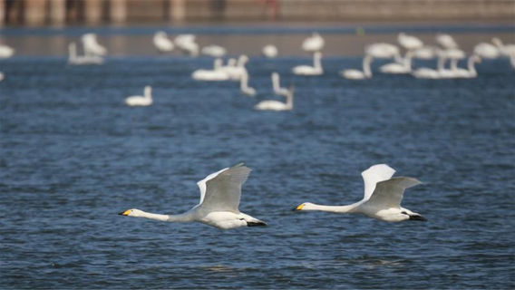 Sanmenxia Swan Lake Resort