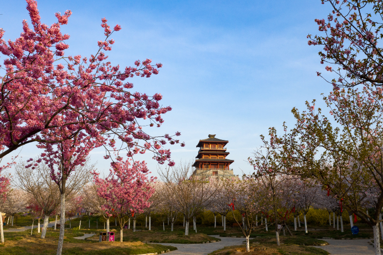 Popular Spring Outings in Xingyang