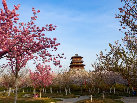 Fengle Sakura Garden