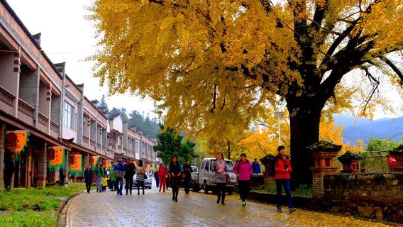 Millennium-Old Ginkgo Tree