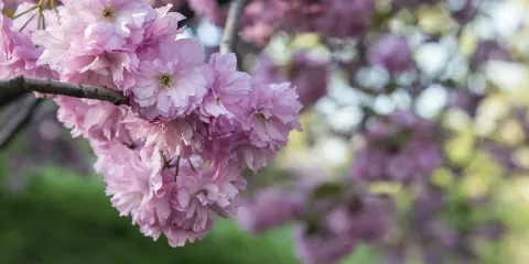 紐約來回|費城賞櫻1日遊