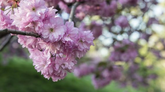 นิวยอร์ก ไปกลับ|ทัวร์วันชมดอกซากุระที่ฟิลาเดลเฟีย