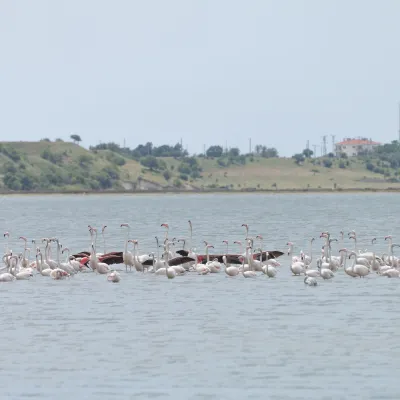 Flysafair flug Malindi