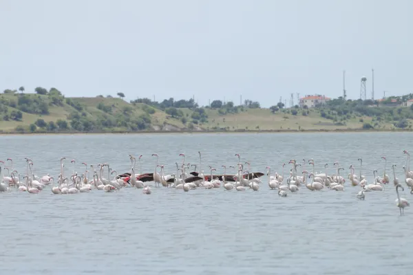 Kenya Airways to Kisumu