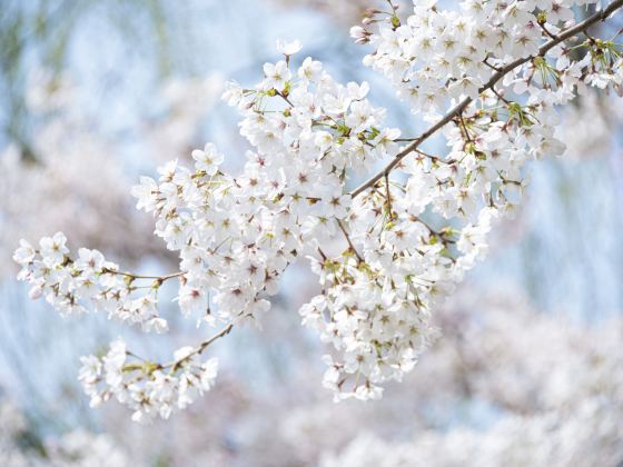 櫻花公園