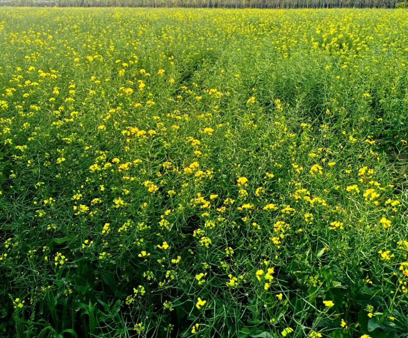 Fengxian Canola Flower Field - Tickets, Opening Hours Fengxian Canola Flower Field - Tickets, Opening Hours