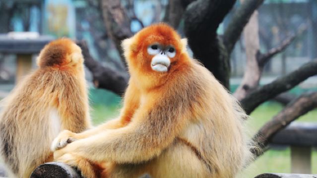Taman Hidupan Liar Qinling + Lawatan Sehari Xi'an Eternal Romance [Masuk ke Dunia Haiwan]