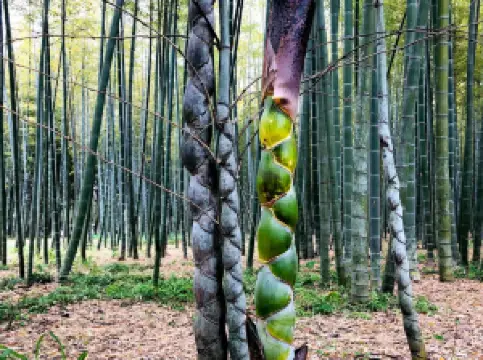 Four Seasons Bamboo Forest Wakayama Farm