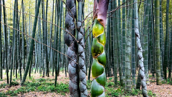 Wakayama Farm | Four Seasons Bamboo Forest