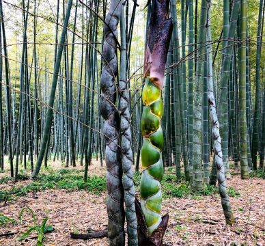Wakayama Farm | Four Seasons Bamboo Forest