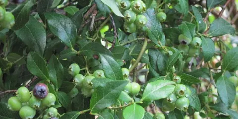 Bybee Blueberry Farm
