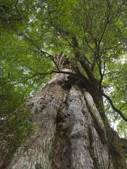 Kigensugi Cedar