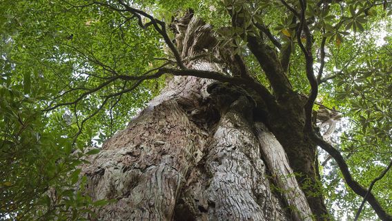 Yakushima
