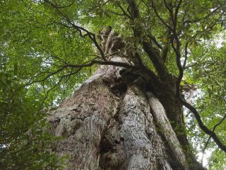 屋久島町 ホテルランキング