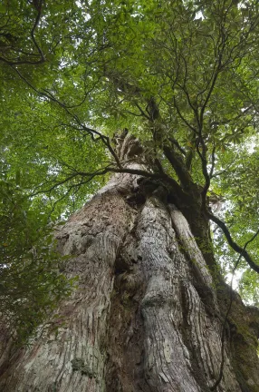 Yakushima Cottage Morino Fairy