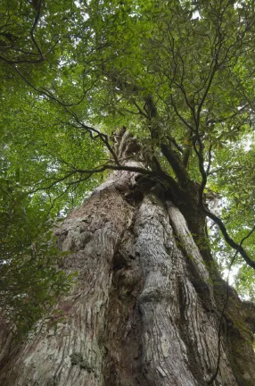 Yakushima Pension Ichigoichie