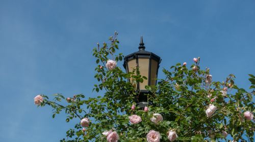 International Rose Test Garden